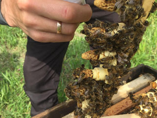 Roiuri, familii de albine cu matcă rasa Carpatică foto 5