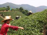 Ceai natural din China. Hатуральный чай с Китая. foto 3