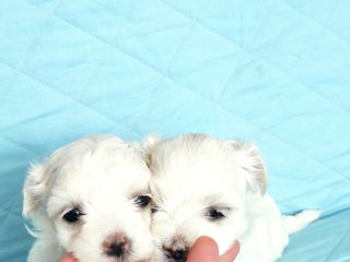 Щенки мальтийской болонки (bichon maltese) foto 4