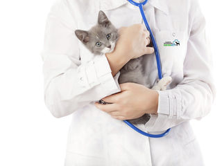Clinică și farmacie veterinară foto 2