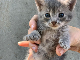 Котёнок в добрые руки бесплатно