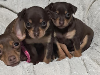 щенки породы Русский Toy terrier. два мальчика foto 0