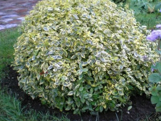 Euonymus бересклет foto 4