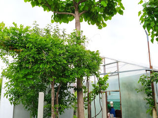 Seminte de Paulownia Tomentosa. Семена Павловнии Томентоса.. Алюминиевое дерево foto 8