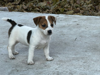 Jack Russell Terrier  foto 0