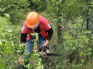 Servicii complexe de tăiere și toaletare copaci! foto 10