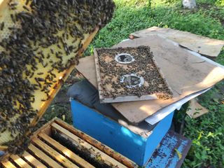 Продам пчелосемьи и отводки на плодных матках foto 3