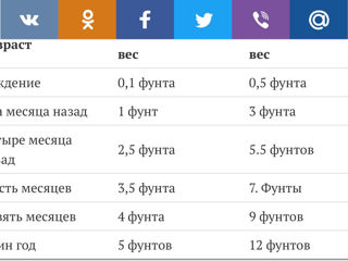 Предлагается к продаже щенок дизайнерской породы «Мальтипу» foto 5