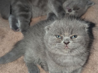 Scottish fold/straight foto 6