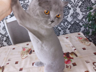Стрижка котов с выездом на дом! фото 7