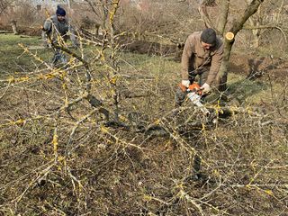 вырубка деревьев копаем огороды болим деревя чистем территорию вывозим мусор разные работы!!