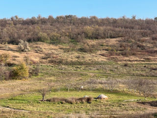 Vand teren agricol folosit ca ferma ! foto 2