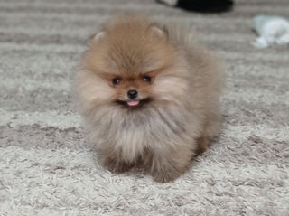 Spitz pomeranian(mini toy)