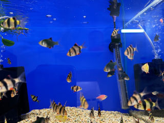 Рыбки аквариумные foto 3