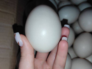 Vindem ouă de rațe mute de culori albe , negre și cafenii foto 2