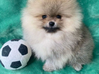 Pomeranian spitz