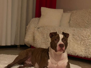 Se vând căței pitbull american red nos rasă pura. foto 8