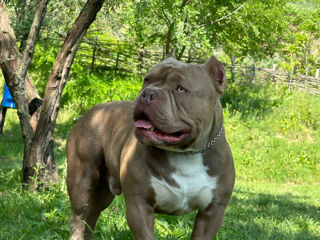 American bully foto 3