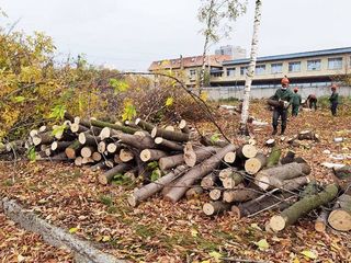 Taierea copacilor in Chisinau si suburbii