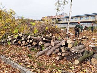 Taierea copacilor avariați in Chisinau si suburbii foto 2