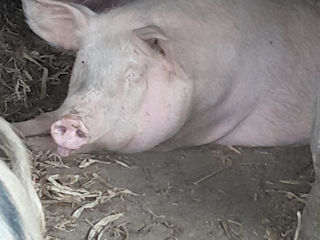 Porci de casa edinet. foto 4