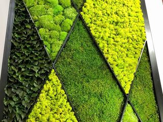 Вертикальное озеленнение,  gradini verticale, мох стабилизированный, muschi decorativi, licheni foto 3