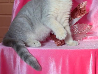 British shorthair kitten, blue golden shaded foto 3