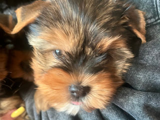 În vânzare Yorkshire terrier foto 0