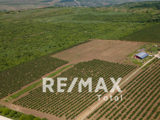 Complex Agro-Industrial Livadă de prune cu uscătorie și tehnică agricolă foto 3