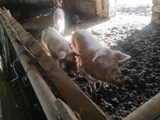 Porc#porci#свиньи