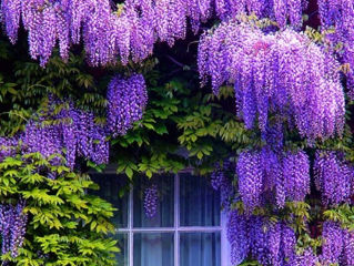 Wisteria глициния foto 1