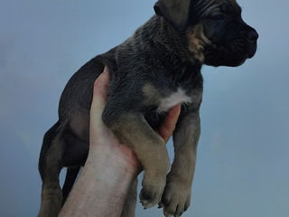 Cane corso  foto 4