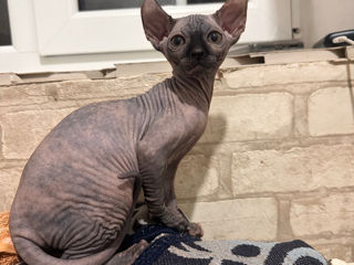 Sphynx Elf/ Сфинкс Эльф foto 4