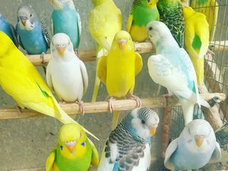 Продаю уже готовых к обучению разговора попугаев разных особей.Волнистые,кареллы,Клетки,корма,витами foto 5