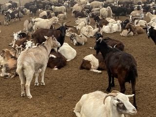 Cumpar oi berbeci cirlani si capre tapi la carne! ofer pret bun ! foto 2