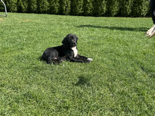 Pointer englez . Английский принтер  foto 1