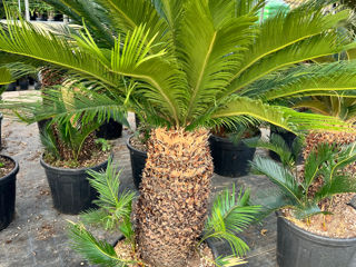 Palmieri cycas foto 6