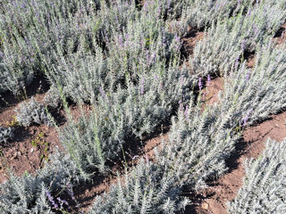 Lavanda foto 5