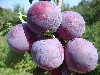 Pomi fructiferi - prun Stanley , Top - Hit ,  Agelino, Ciornîi Prinț , Piteșteanu , Blue Free foto 4