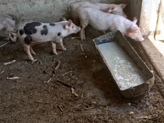 Se vind porci urgent foto 2