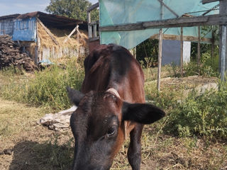 vând 2 viței de 4 luni prețul este 3 500 la cumpărător real scad foto 5