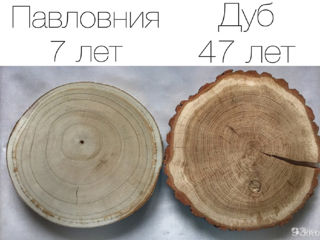 Павловния Paulownia! В год 4-6м! foto 9