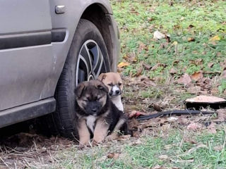 Daruiesc cățeluşii în maini bune