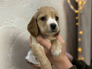 Câine de rasă , cocker spaniel foto 3