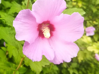 Vind tufe de Hibiscus foto 2