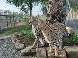 pisici serval + savannah f1