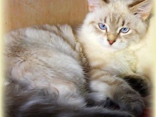 Шикарный пушистый котенок подросток. foto 1