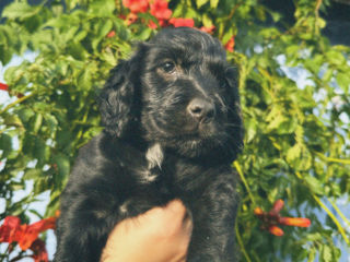 Vând Cocker Spaniel