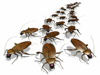 Истребление тараканов и других вредителей