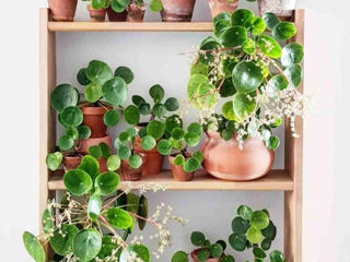 растения для дома и офиса